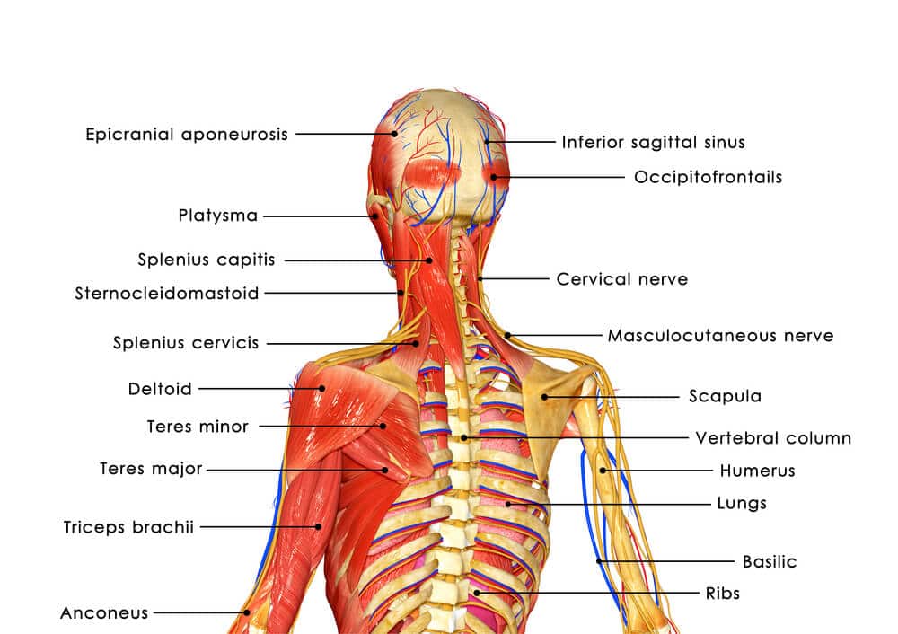 musculoskeletal physio